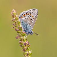 Common Blue 12 